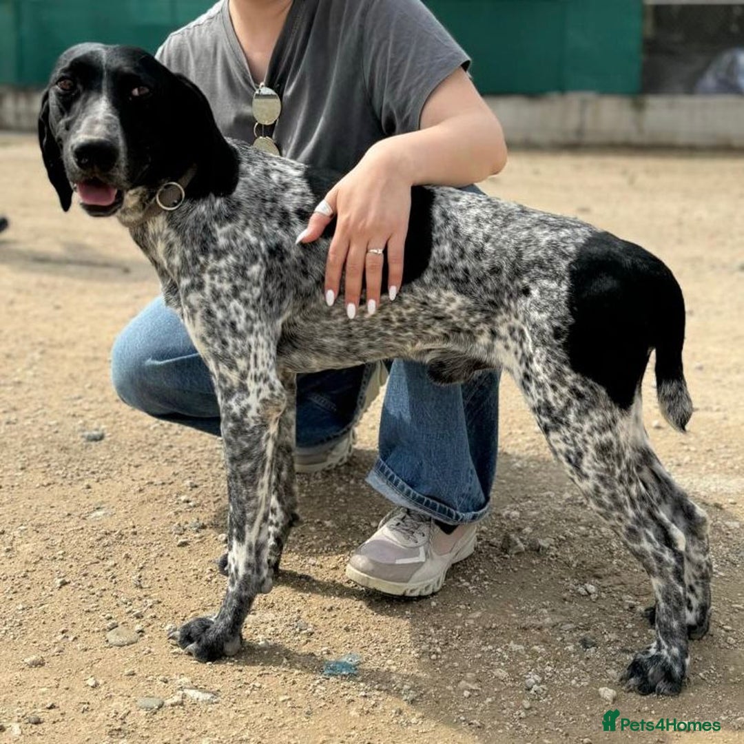 Mixed Breed dogs for adoption: Bracken (German Pointer mix) - Advert 2