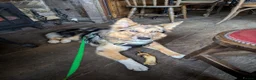 Mixed Breed dogs for sale: Shollie litter expected on the 16th of September - Advert 7
