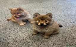 Chow Chow dogs for sale: Genuine Teddy Bear Chowski Puppies - Image 2
