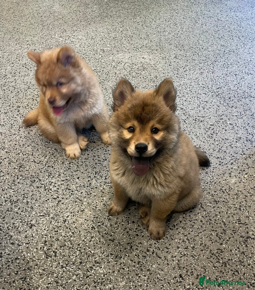 Chow Chow dogs for sale: Genuine Teddy Bear Chowski Puppies - Image 2