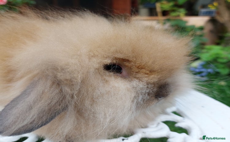 Mini Lop rabbits - Advert 1