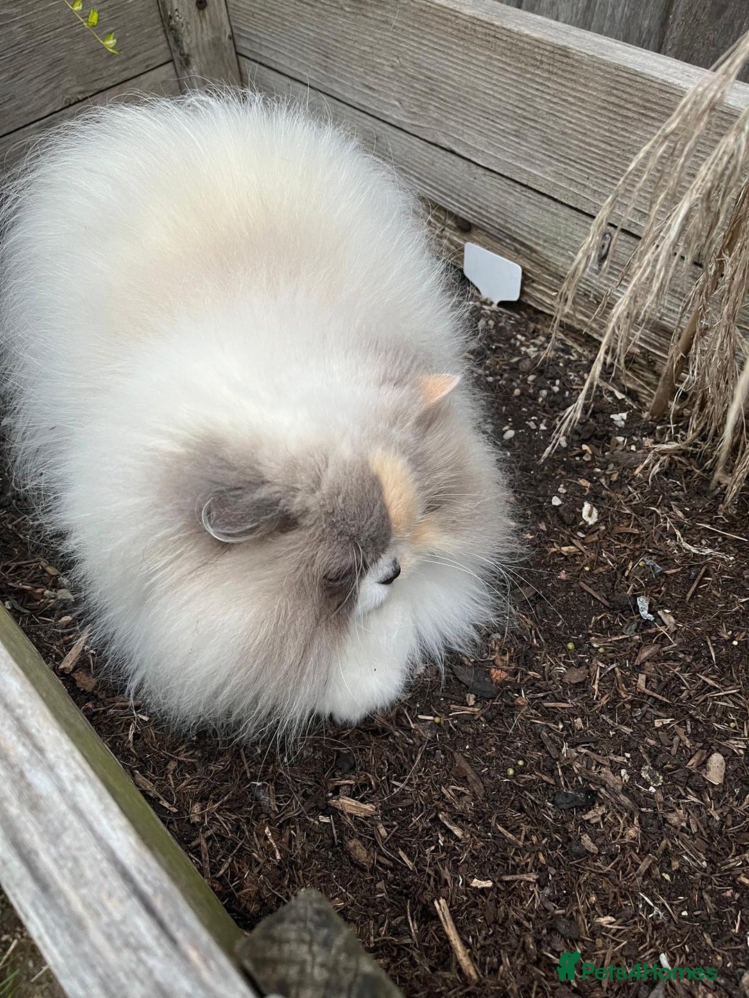 Selkirk Rex cats for sale: Ophelia, 5 years old - Image 2