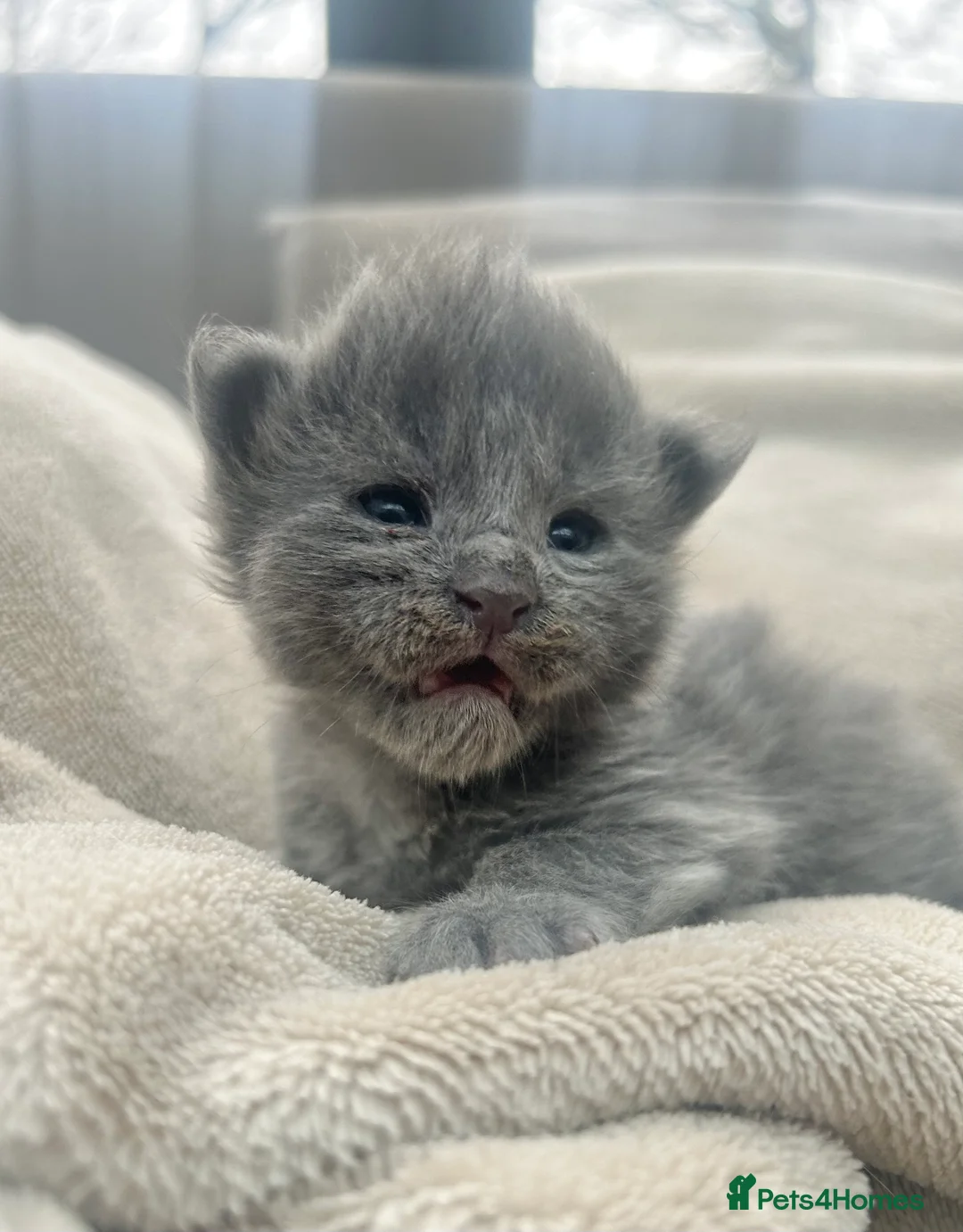 Maine Coon cats for sale: Stunning TICA registered blue-smoke kittens - Advert 3