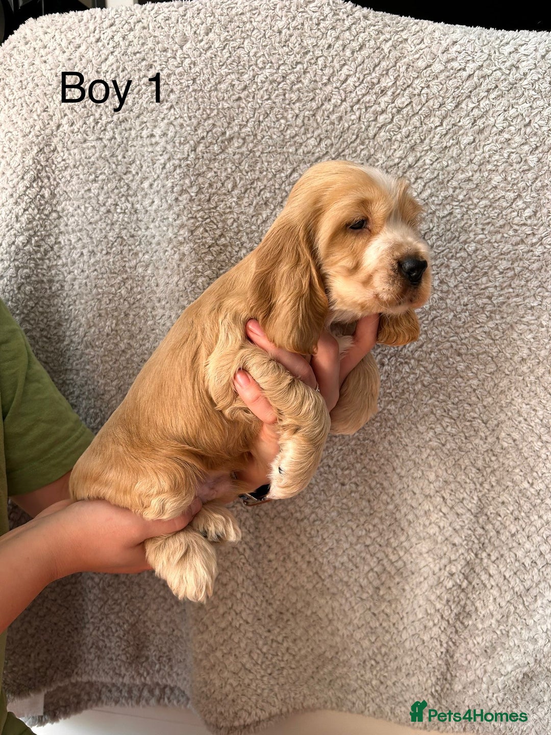 Cocker Spaniel dogs for sale: Golden English Show Cocker Spaniel puppies - Image 9
