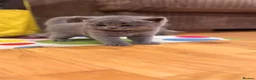 British Shorthair cats for sale: Beautiful British Shorthair Kittens in Watford - Advert 22