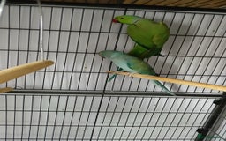 Ringnecks birds for sale: Pair of ringnecks - Image 4