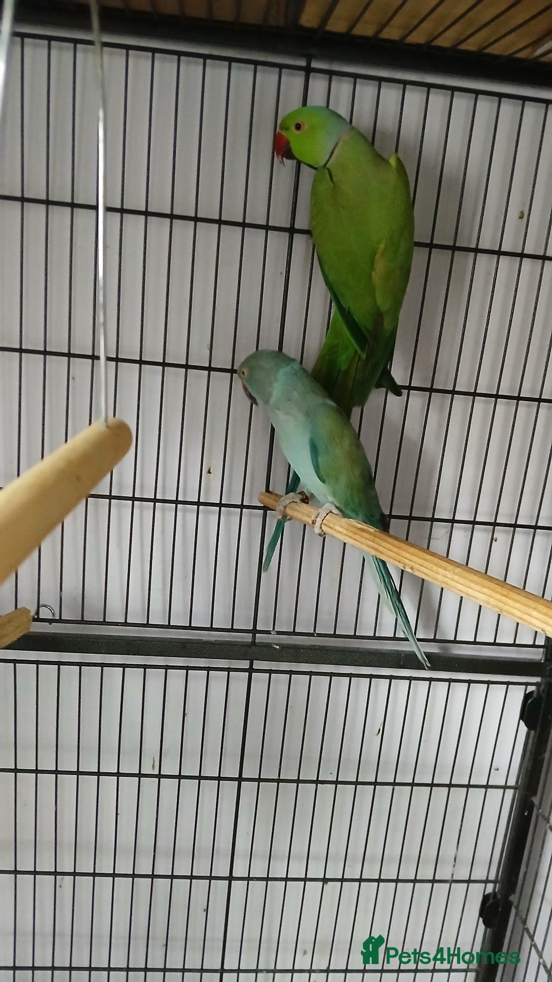 Ringnecks birds for sale: Pair of ringnecks - Image 4