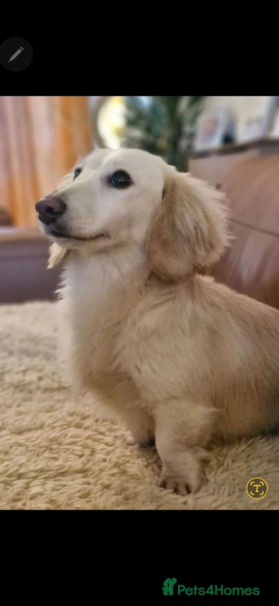 Miniature Dachshund dogs for stud: ⭐️STUNNING KC REG CREAM LONTCOAT STUD⭐️ - Advert 1