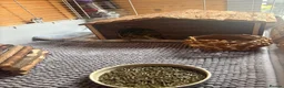Guinea Pig rodents for sale: 2MALE guinea pigs complete with everything! - Advert 5