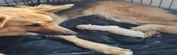 German Shepherd dogs for sale: Last 2 stunning german shepherd pups in Blackpool - Advert 3