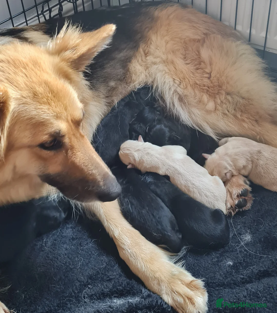 German Shepherd dogs for sale: Last 2 stunning german shepherd pups in Blackpool - Advert 3