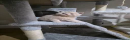 British Shorthair cats for sale: Stunning GCCF British Shorthair & Longhair  - Advert 8