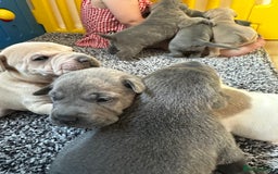Mixed Breed dogs for sale: Ready to leave!! Staffy X Shar Pei puppies puppy - Image 12