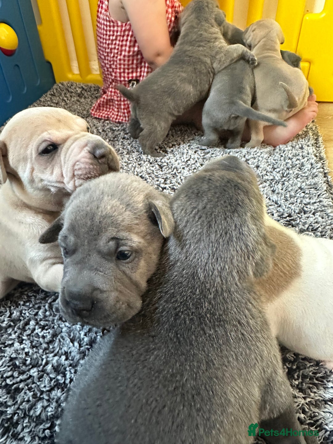 Mixed Breed dogs for sale: Ready to leave!! Staffy X Shar Pei puppies puppy - Image 12
