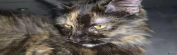 Munchkin cats for sale: Loving munchkin for sale - Advert 5