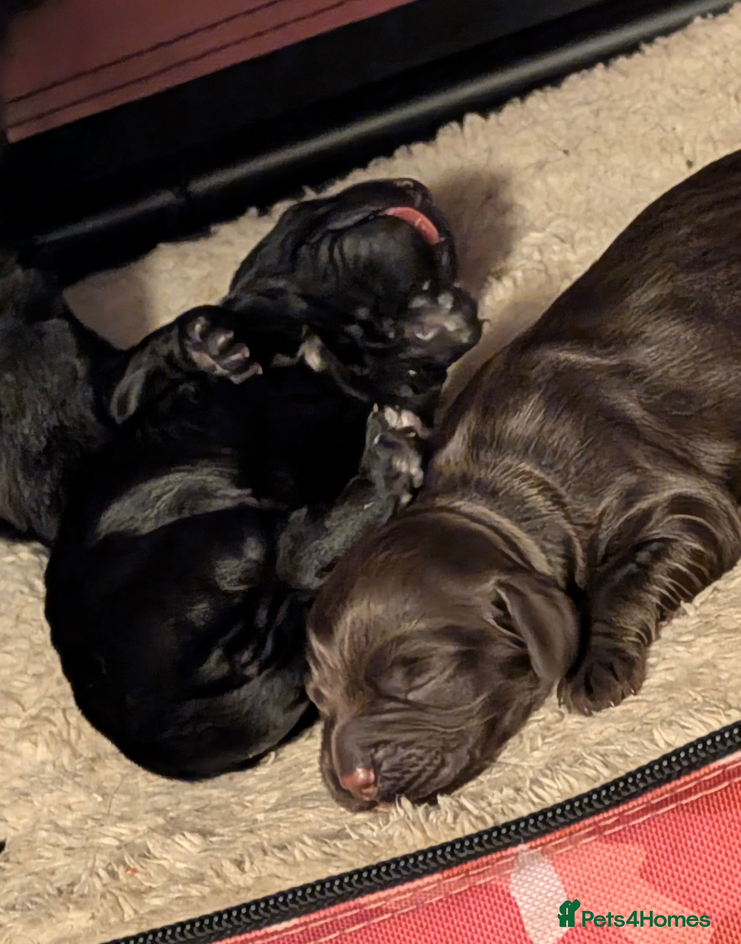 Cocker Spaniel dogs Working Cocker female puppies  - Advert 4