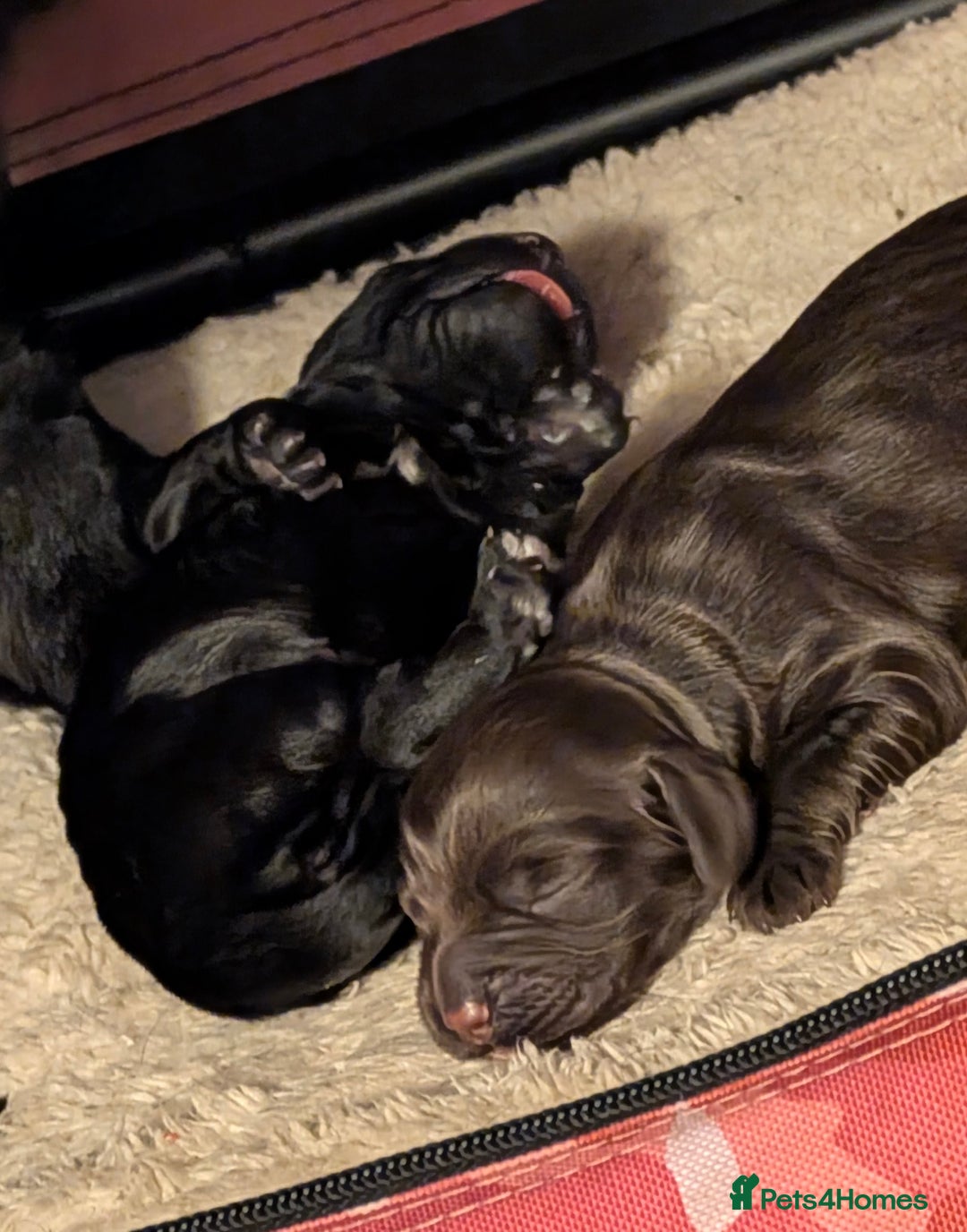 Cocker Spaniel dogs for sale: Working Cocker female puppies  - Advert 1