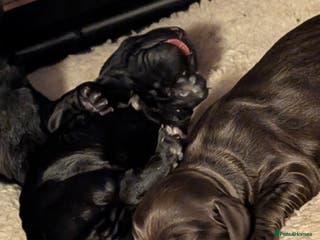 Cocker Spaniel dogs Working Cocker female puppies - Advert 14