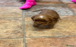 Cocker Spaniel dogs for sale: Cocker spaniel puppies for sale - Advert 13