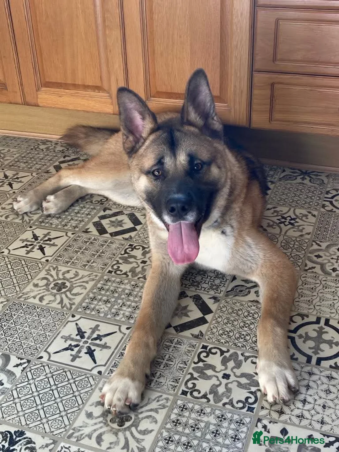 Akita dogs for adoption: Felix in Worksop - Advert 3