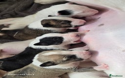 English Bull Terrier dogs for sale:  Kc  registered English bull terrier puppies   - Image 2