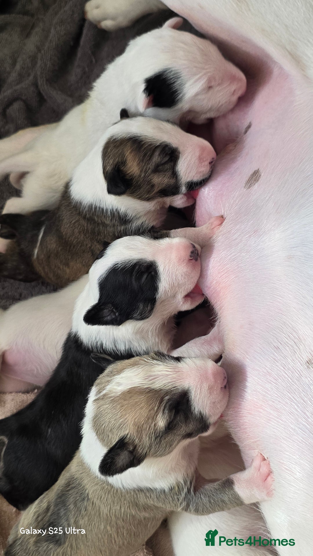 English Bull Terrier dogs for sale:  Kc  registered English bull terrier puppies   - Image 2