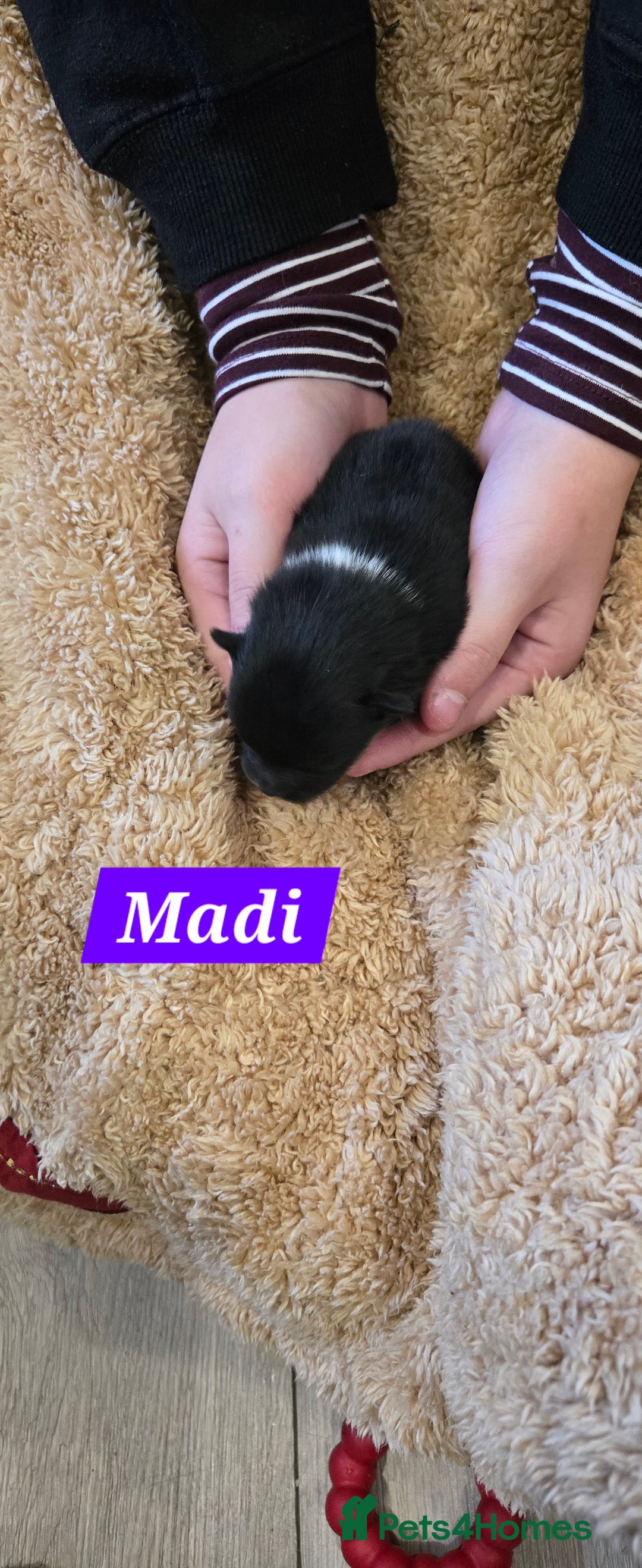 Pomeranian dogs for sale: Pretty Pomeranians  - Advert 18