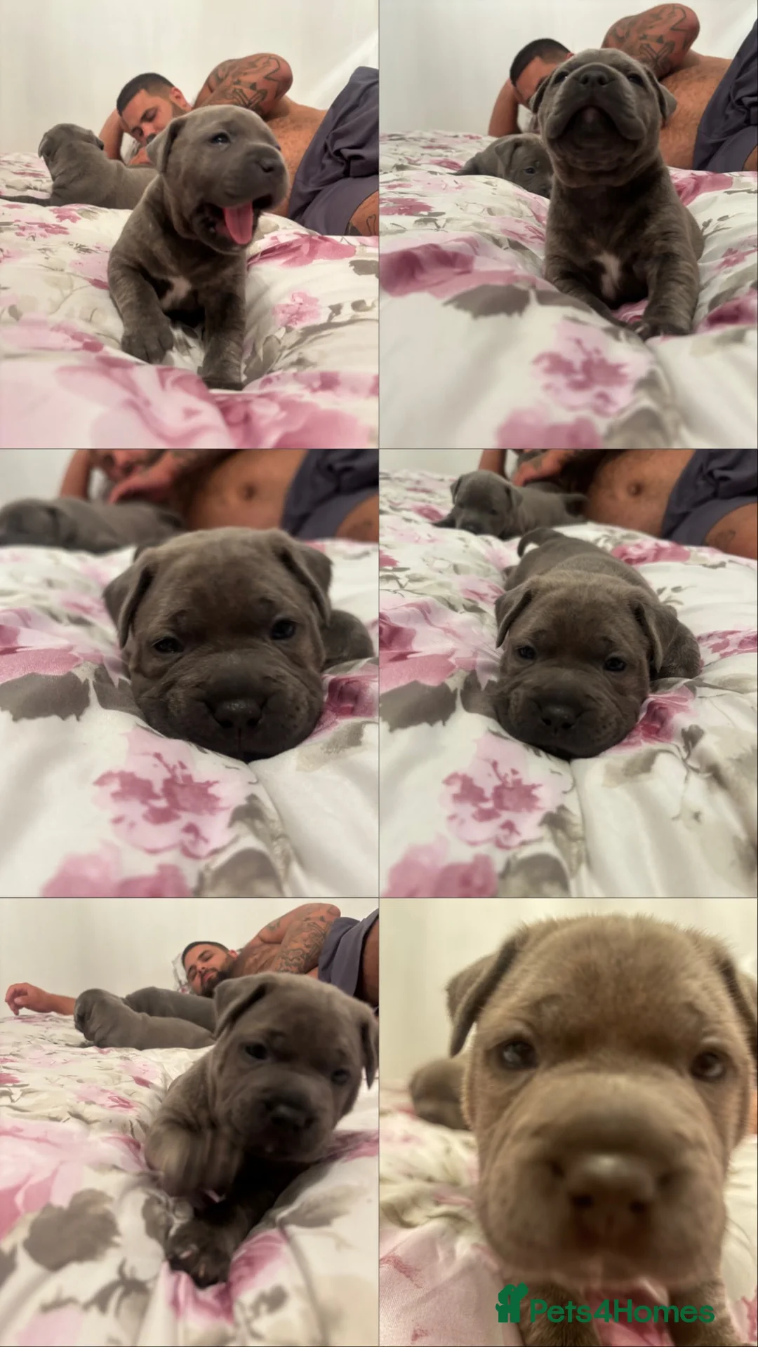 Staffordshire Bull Terrier dogs for sale: Staffordshire bull terrier puppies boy/girl  - Advert 31