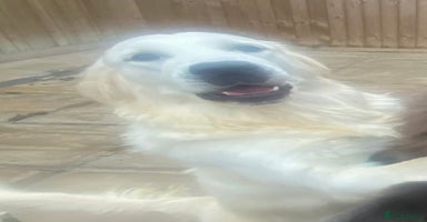 Goldendoodle dogs Gorgeous F1 Golden Doodles ❤️ - Advert 3