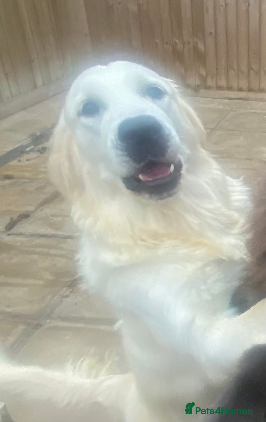 Goldendoodle dogs for sale: Gorgeous F1 Golden Doodles ❤️ - Advert 3