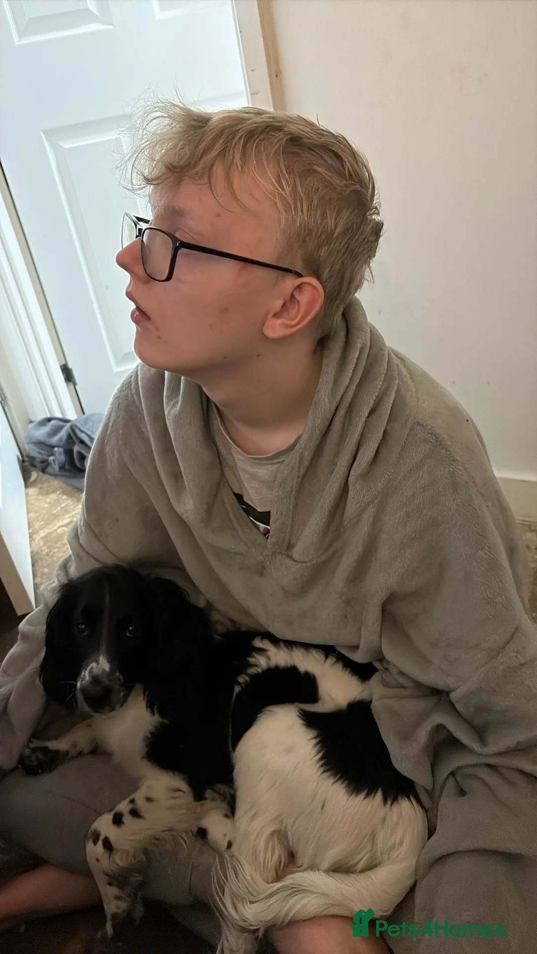 Sprocker dogs for sale: 6 months old puppy  in Doncaster - Advert 5