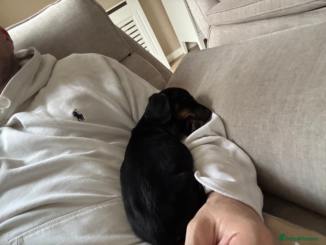 Dachshund dogs for sale: Beautiful male dachshund puppy  - Advert 3