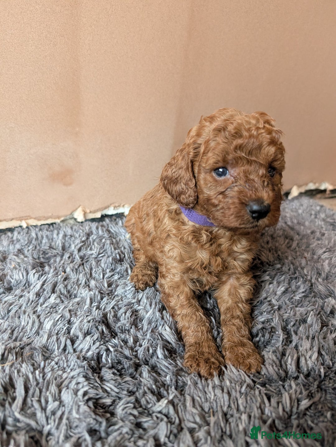 Miniature Poodle dogs for sale: Red miniature poodle puppies!! in Stafford - Image 16