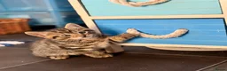 Bengal cats for sale: Beautiful kittens 🐈‍⬛  - Advert 14