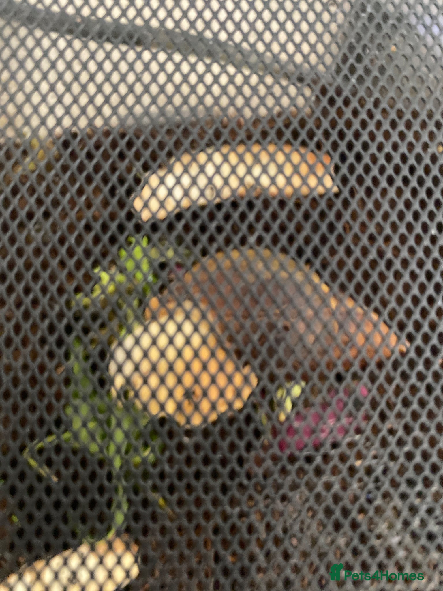 Snails invertebrates Giant African land snail  - Advert 18