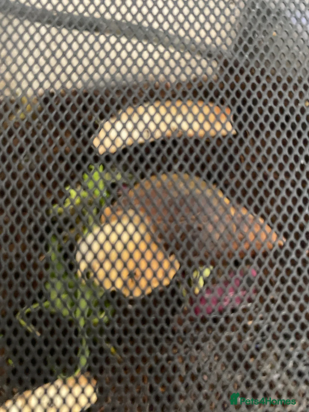 Snails invertebrates for sale: Giant African land snail  in Fareham - Advert 1