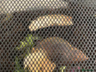 Snails invertebrates Giant African land snail - Advert 18