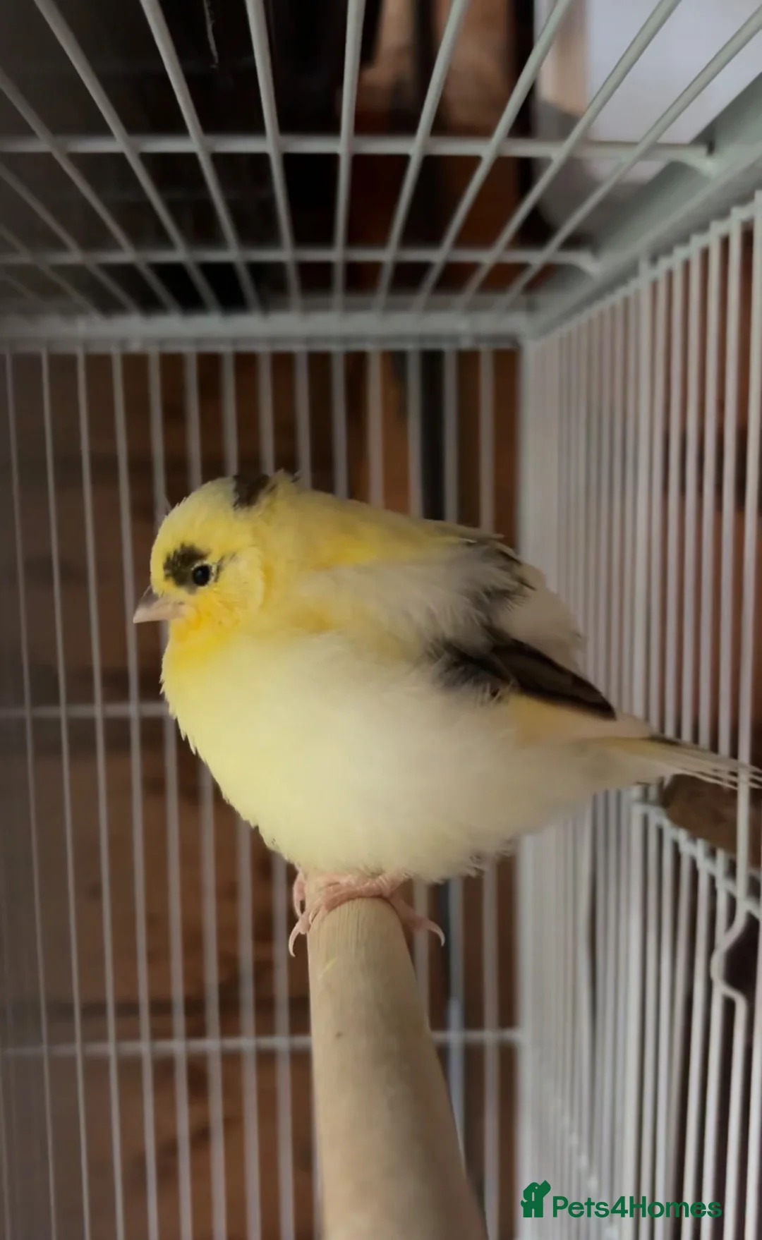 Canaries birds for sale: Chicks and 1 year old hens  - Advert 4