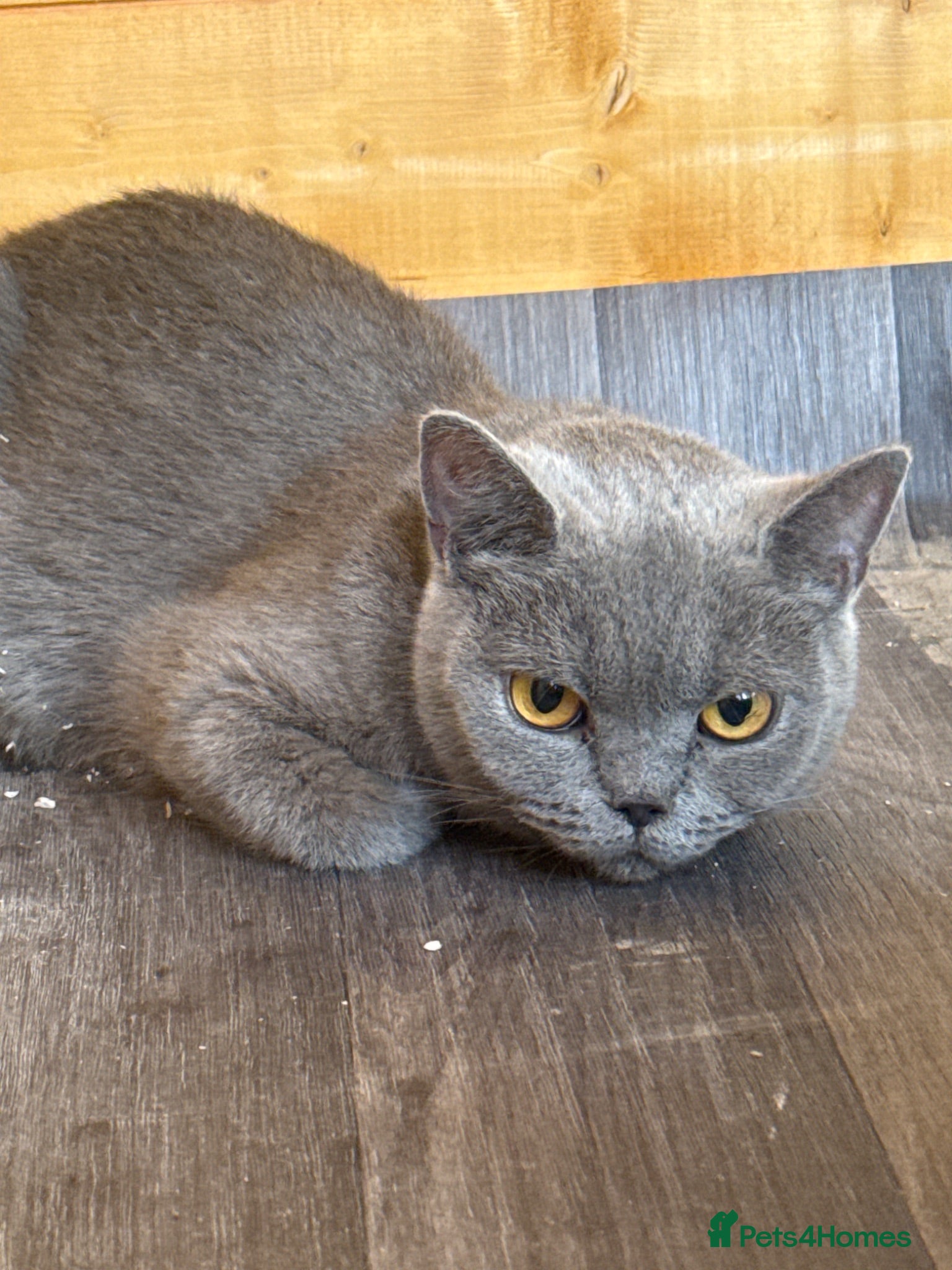 British Shorthair cats 5 Beautiful, healthy, British Shorthair kittens - Advert 3