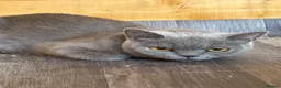 British Shorthair cats for sale: 5 Beautiful, healthy, British Shorthair kittens in Bromsgrove - Advert 1