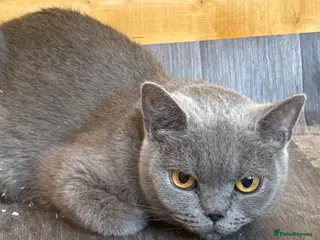 British Shorthair cats 5 Beautiful, healthy, British Shorthair kittens - Advert 6
