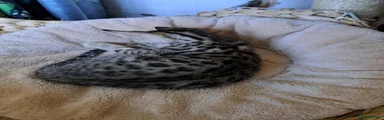Bengal 5