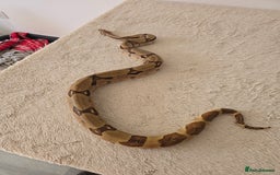 Boa Snake reptiles for sale: 2022 Hypo Jungle Boa – 100% het Anery 100% Parahet - Image 3