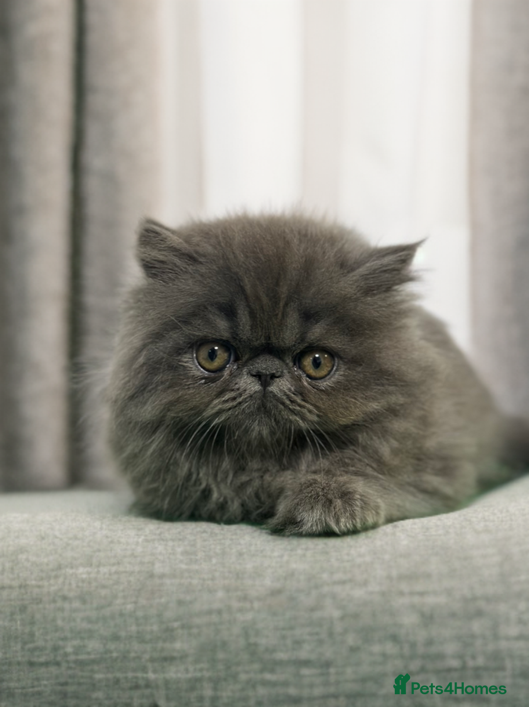 Exotic cats for sale: ⭐️ Exceptional Exotic x Persian Kittens ⭐️ - Advert 5