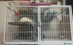 Rat rodents for sale: Heidi and Pheobe (with cage) - Image 5