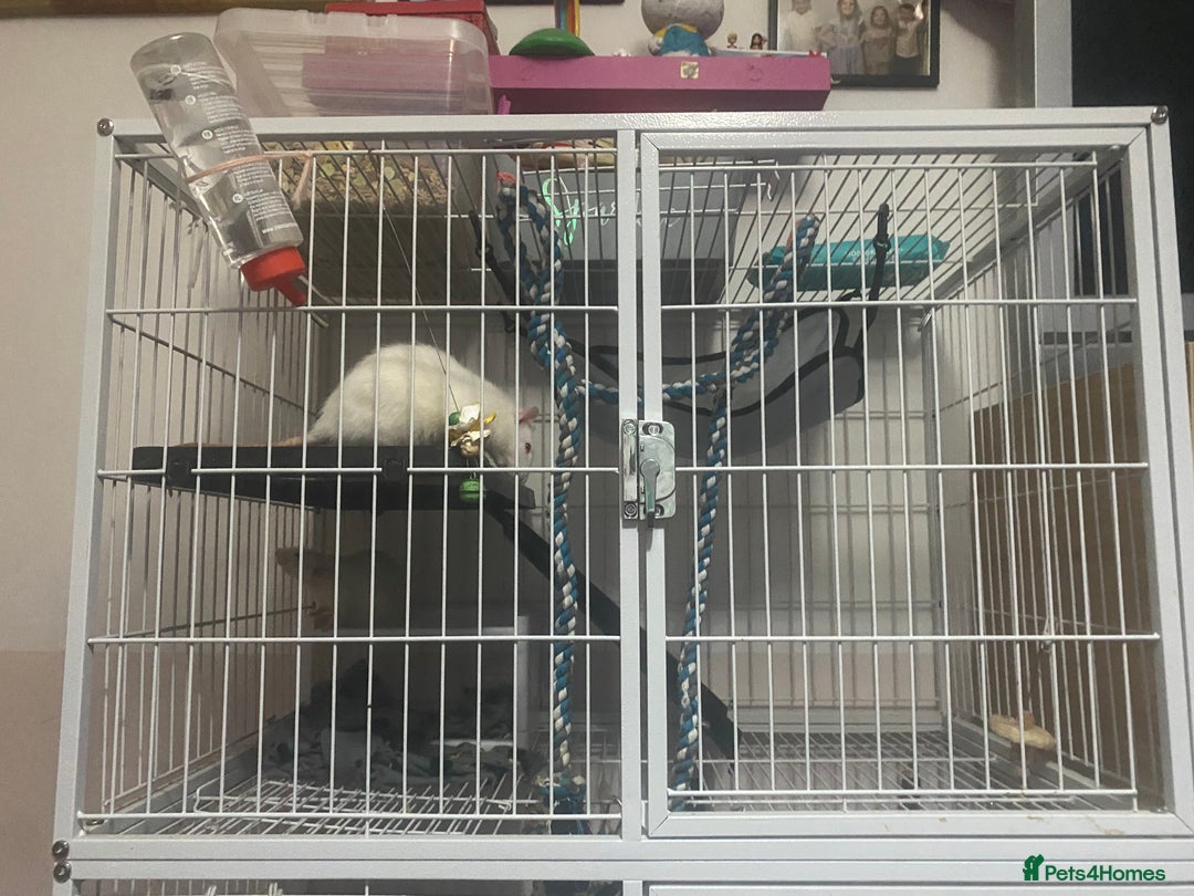 Rat rodents for sale: Heidi and Pheobe (with cage) - Image 5