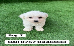 Poodle dogs for sale: Poodles pups for forever home - Image 4
