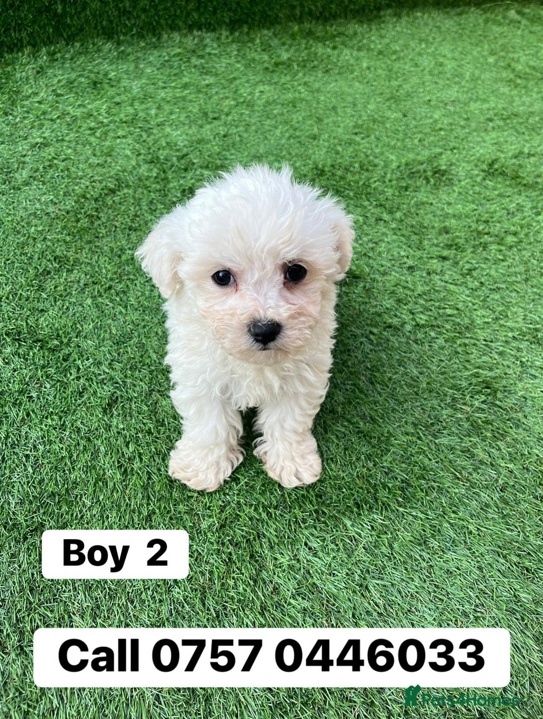Poodle dogs for sale: Poodles pups for forever home - Image 4