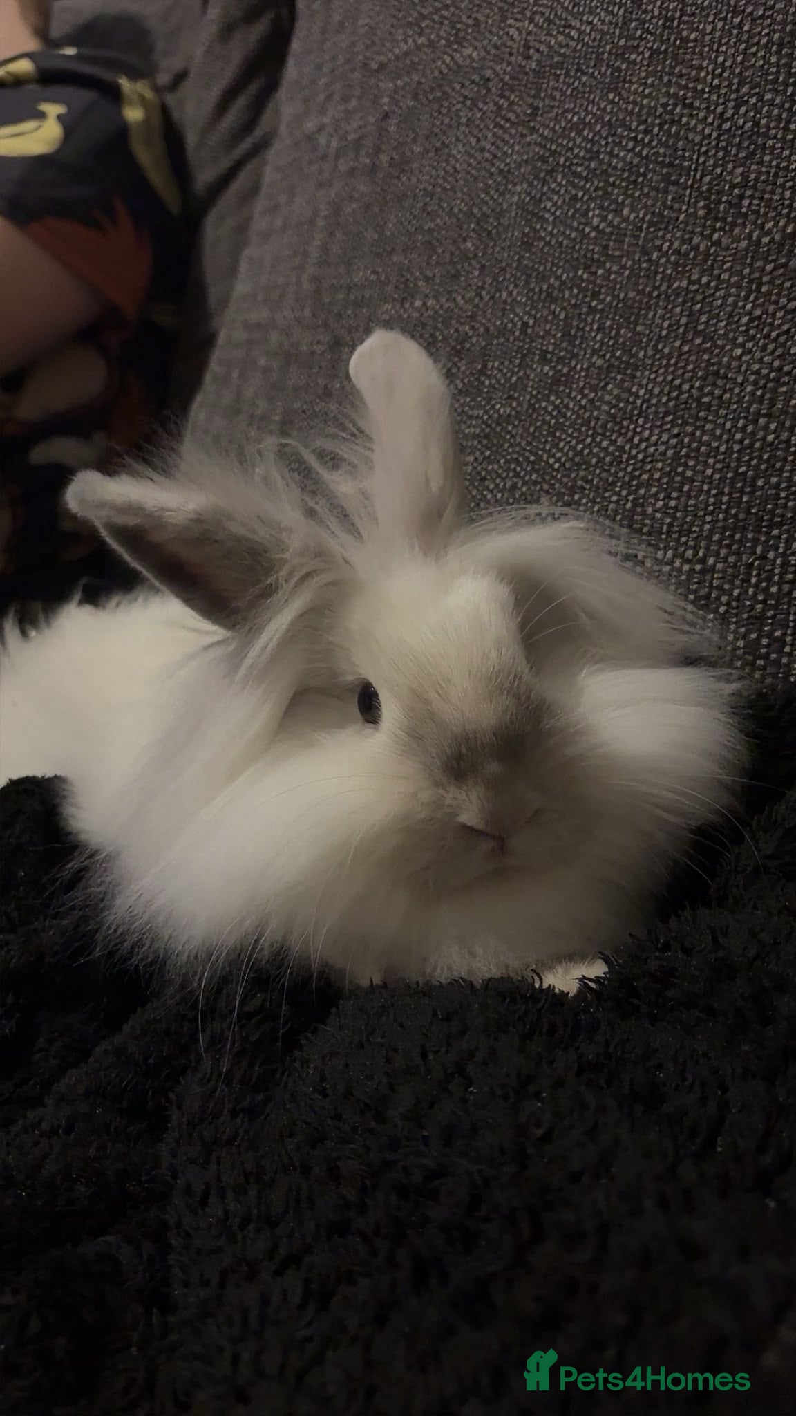 Lionhead rabbits Two brother lionheads - Advert 2