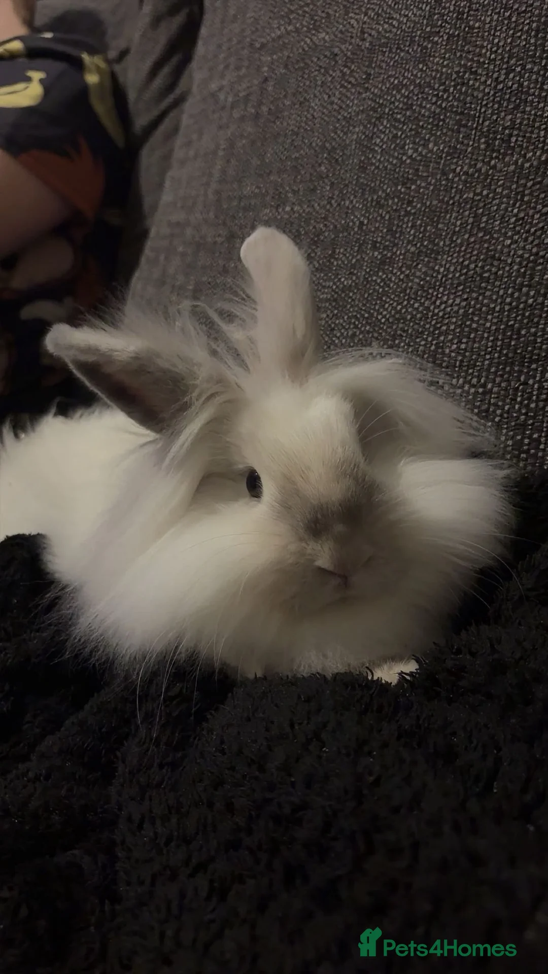 Lionhead rabbits for sale: Two brother lionheads - Advert 1